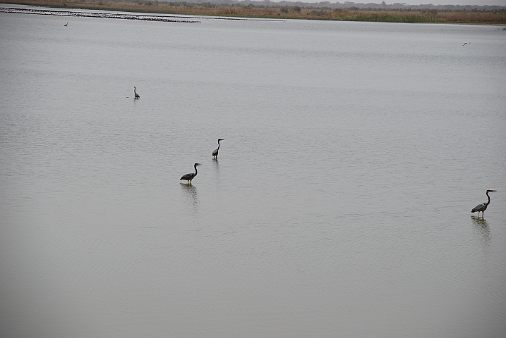 Reiher im Diawling-Nationalpark