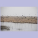 Viele Spur-winged Geese (Sporngänse) fliegen zusammen mit einem Reiher auf