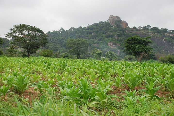 Tabakfeld kurz vor Ogboro im Westen Nigerias