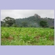 Tabakfeld kurz vor Ogboro im Westen Nigerias