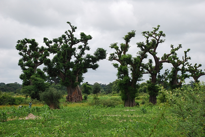 Baobabs bei Dumboa zwischen Biu und Maiduguri