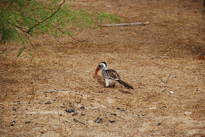 Western Red-billed Hornbill (Westlicher Rotschnabeltoko)