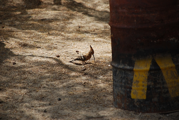 Eurasian Hoopoe (Wiedehopf)