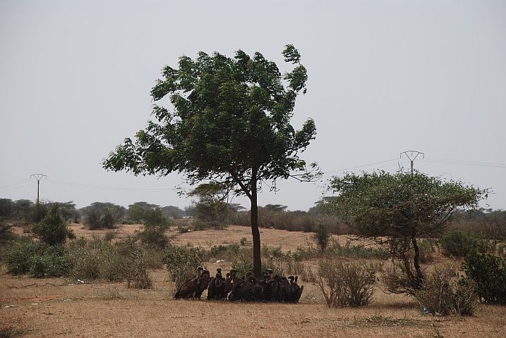 White-backed Vulture (Weissrückengeier) scharen sich unter einem Baum