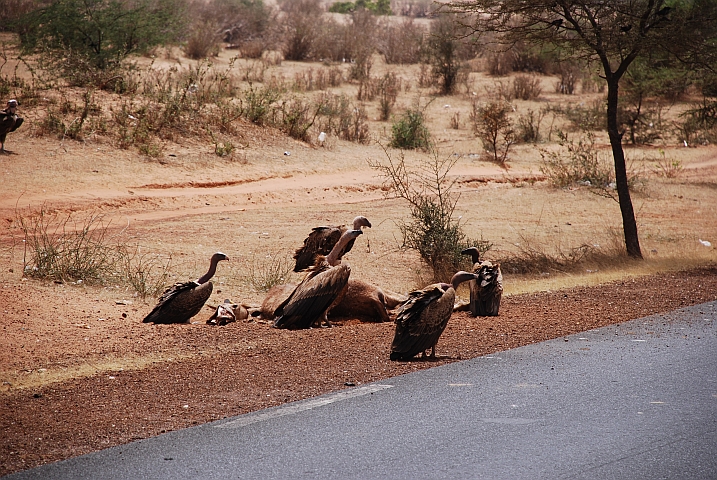 Geier beim Mittagessen auf dem Weg von St. Louis nach Dakar (Ruepell’s Griffon [Sperbergeier] und White-backed Vulture [Weissrckengeier])