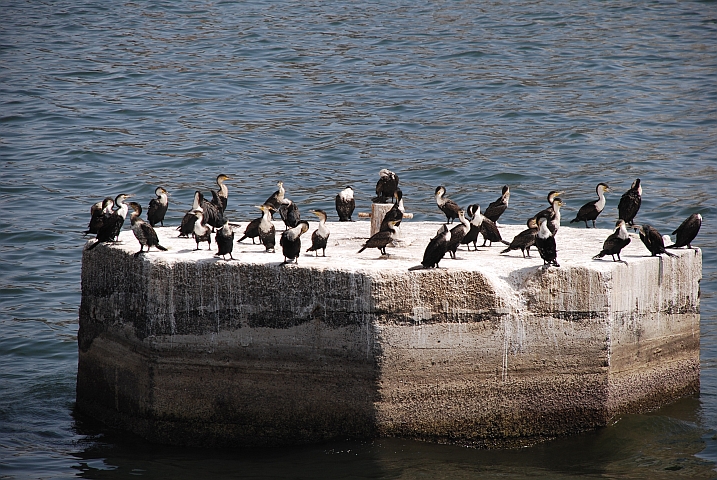 Eine Kolonie von Weissbrustkormoranen (White-breasted Cormorant) im Hafen von Dakar