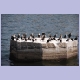 Eine Kolonie von Weissbrustkormoranen (White-breasted Cormorant) im Hafen von Dakar