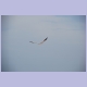 Caspian Tern (Rauchseeschwalbe)