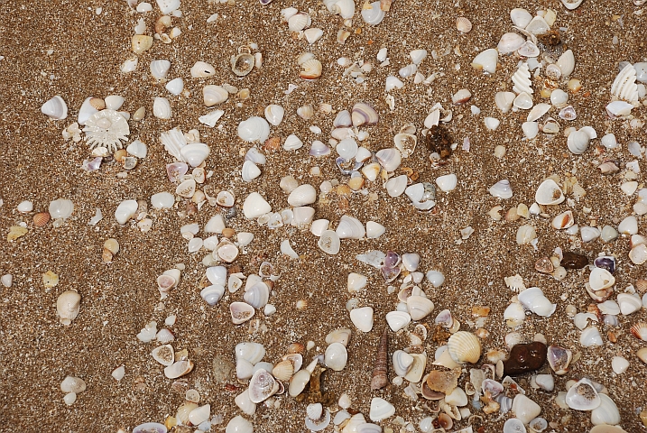 Viele verschiedene kleine Muscheln am Strand bei Kafountin