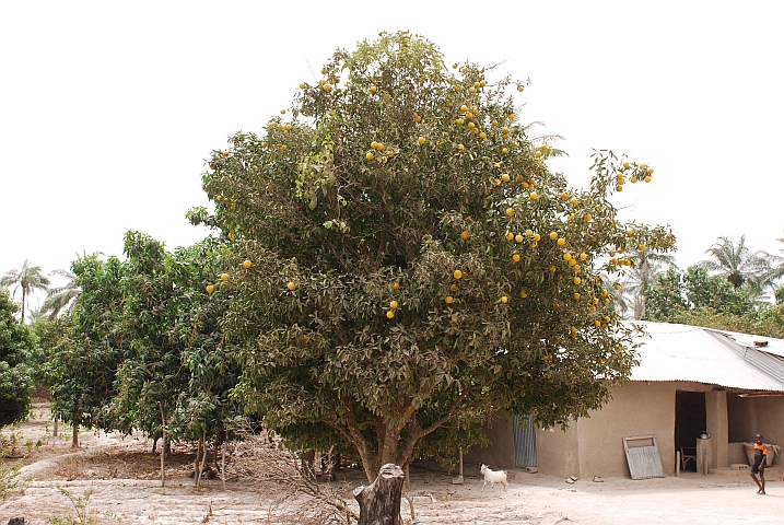 Orangenbaum voller reifer Früchte