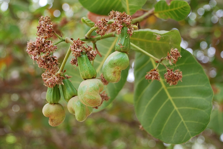 Cashew-Nüsse mit noch kleinen Scheinfrüchten