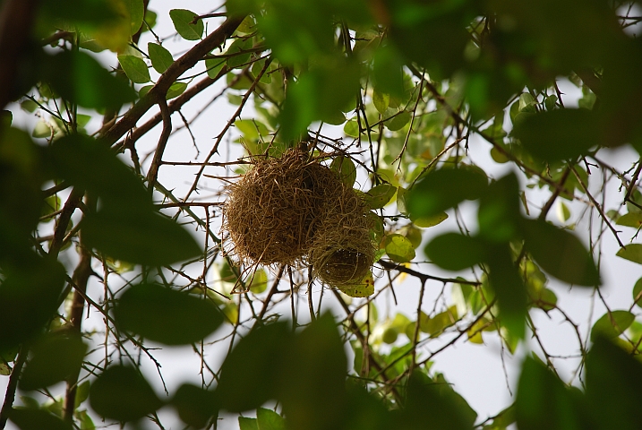 Weaver-Nest