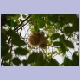 Weaver-Nest