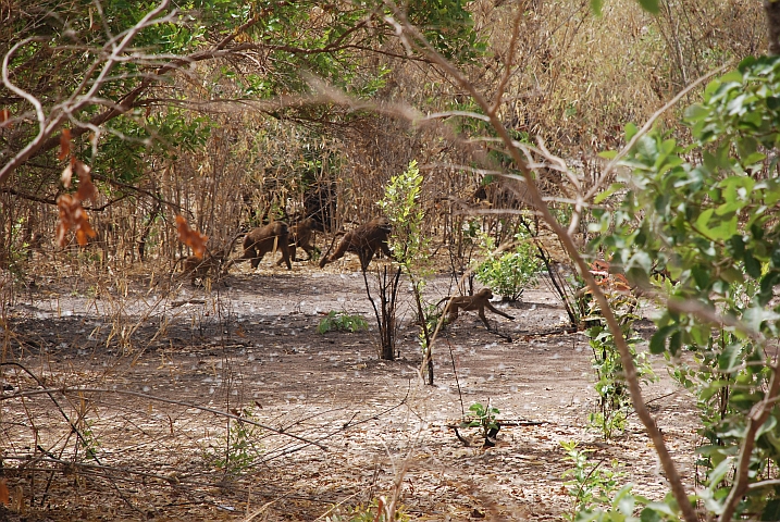 Paviane in der Casamance