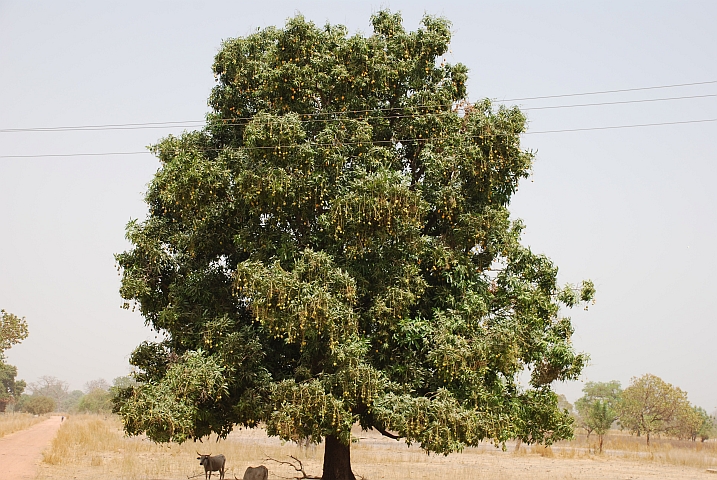 Einer der unendlich vielen Mangobäume in der Casamance