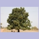 Einer der unendlich vielen Mangobäume in der Casamance