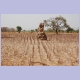 Termitenhügel in einem der vielen (mit einer uns unbekannten Kulturpflanze) bebauten Felder in der Casamance