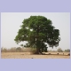 Grosser Baum im Grenzgebiet zu Guinea