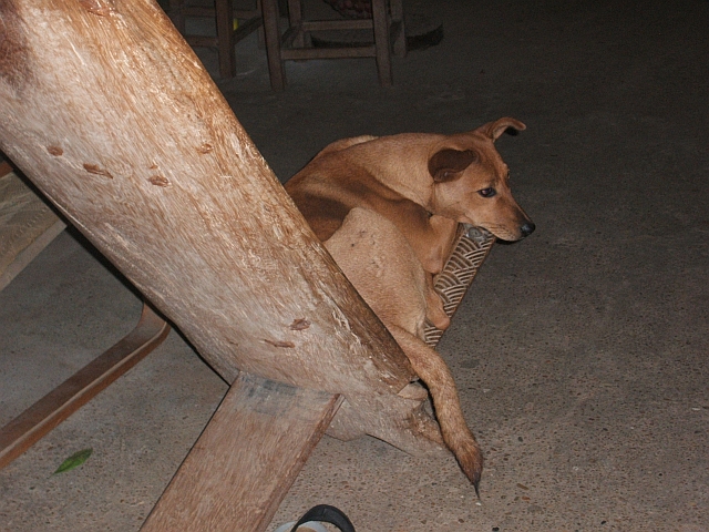 Einer von Alice’ treuen Hunden macht es sich bequem