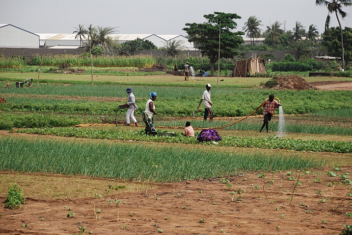Lomé’s Gemüsegarten in der Agglomeration östlich von Lomé