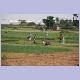 Lomé’s Gemüsegarten in der Agglomeration östlich von Lomé