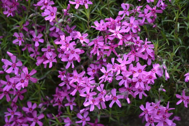 Blütenpracht in Armagards Garten