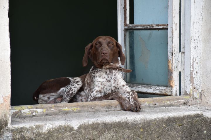 Vornehmer Hund im Fenster