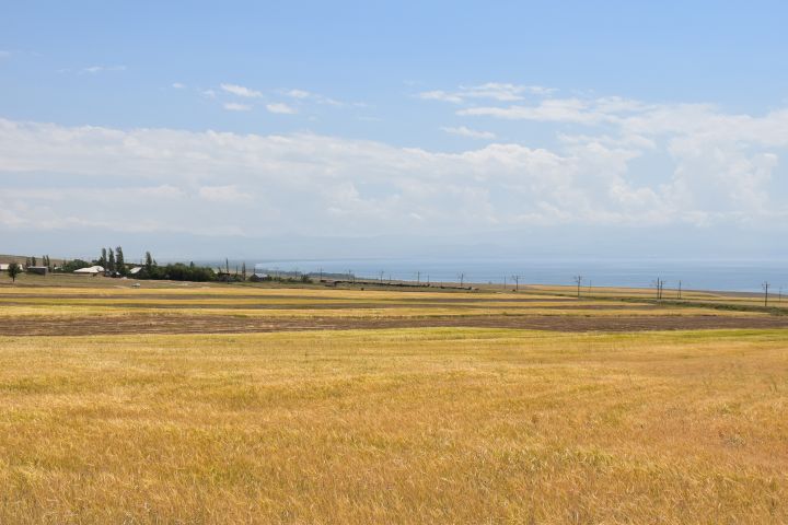 Getreidefelder bei Areguni am Sevan See