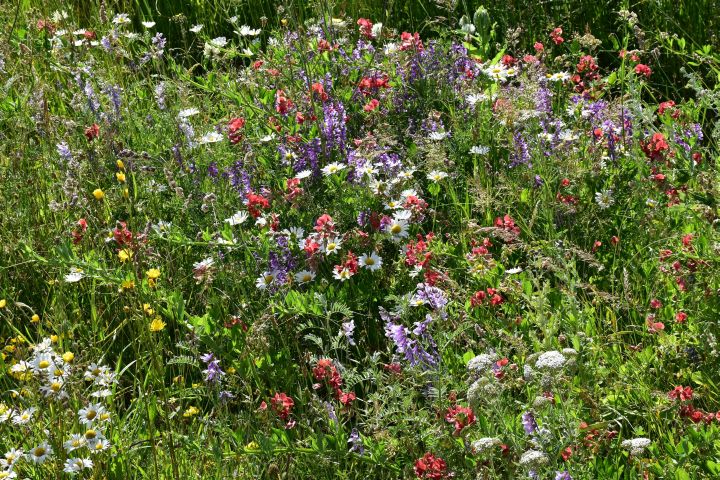 Blumenwiese am Vardenyats Pass