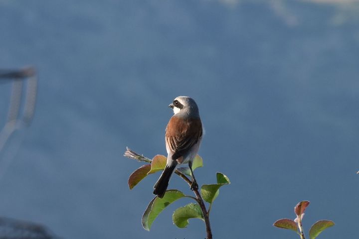 Red-backed Shrike (Neuntöter) (m)