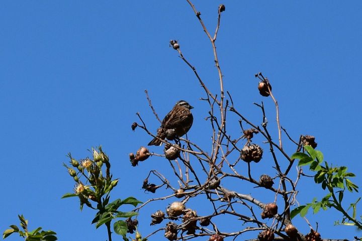 Rock Bunting (Zippammer)