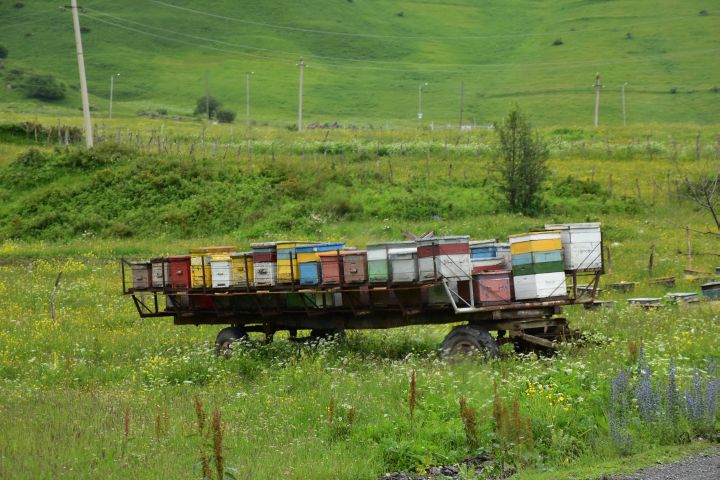 Bienenhäuser auf einem Anhngerwagen