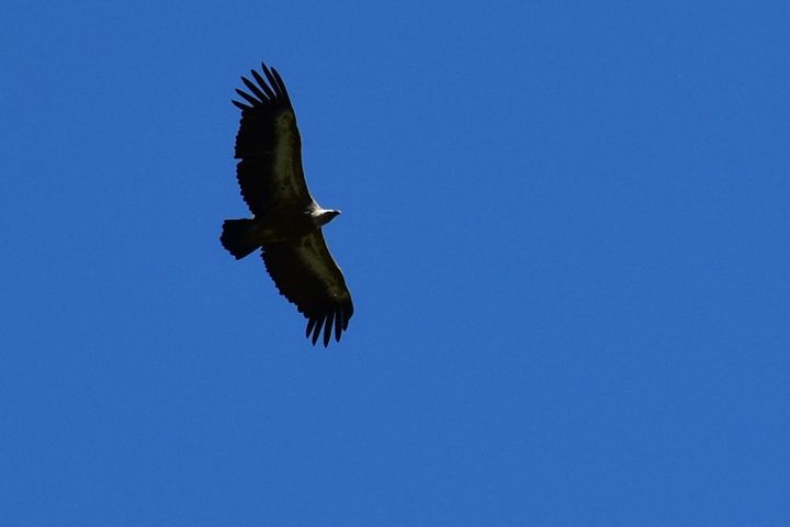 Eurasian Griffon (Gänsegeier)