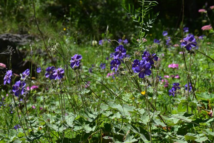 Bergwiesenblumen