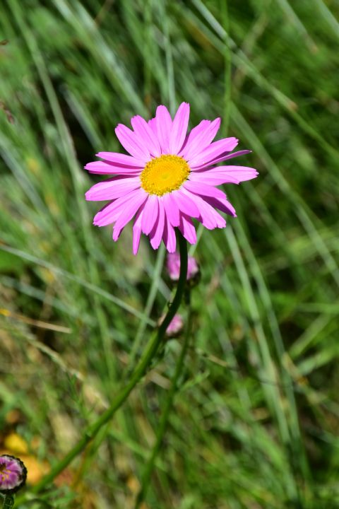 Rosa Margerite in ihrer Heimat