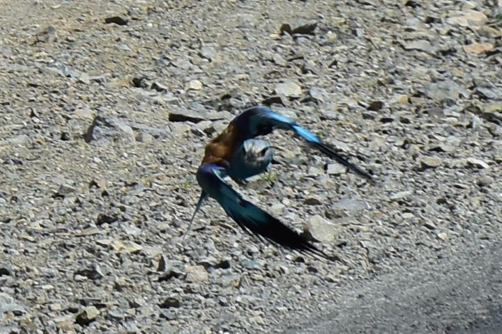 European Roller (Blauracke)