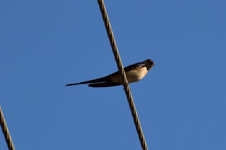 Lesser Striated Swallow (Rötelschwalbe)