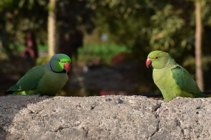 Rose-ringed Parakeet (Halsbandsittiche)