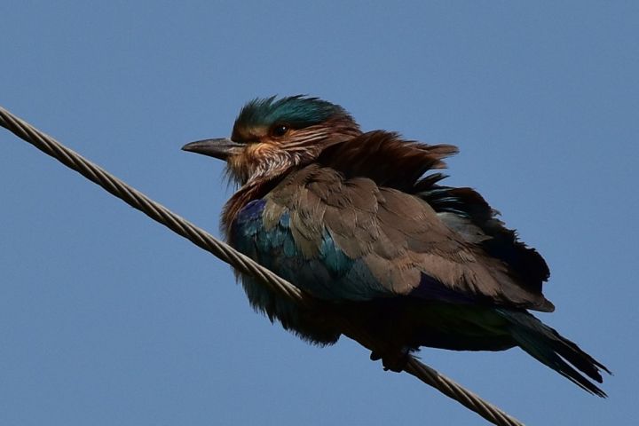 Indian Roller (Bengalenracke)