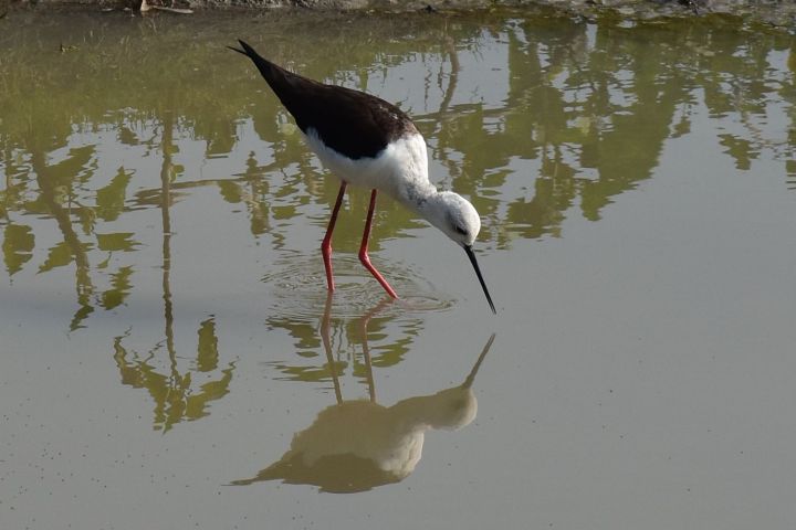 Blackwinged Stilt (Stelzenläufer)