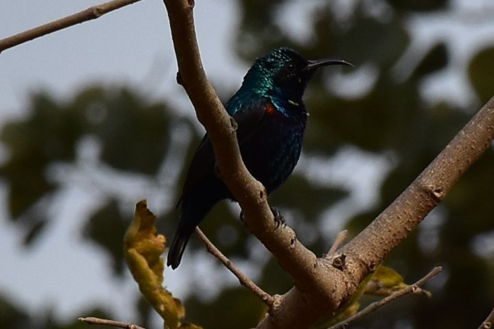 Purple Sunbird (Purpurnektarvogel)