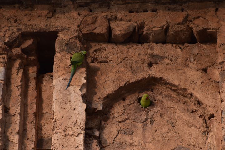 Rose-ringed Parakeet (Halsbandsittiche)