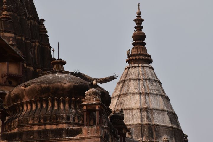 Vom Aussterben bedrohte Long-billed Vulture (Indiengeier) auf den Dächern der Chhatris von Orchha