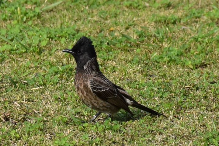 Red-vented Bulbul (Russbülbül)