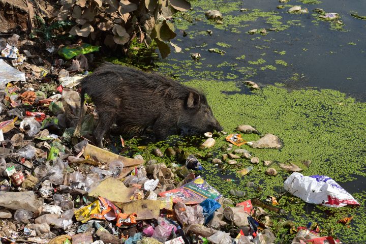 Hausschwein fischt in einem zugemüllten Teich in Bamitha an der Abzweigung nach Khajuraho nach Futter