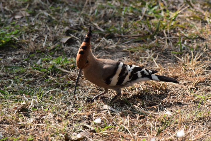 Eurasian Hoopoe (Wiedehopf)