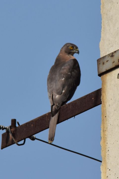 Shikra (Schikrasperber)