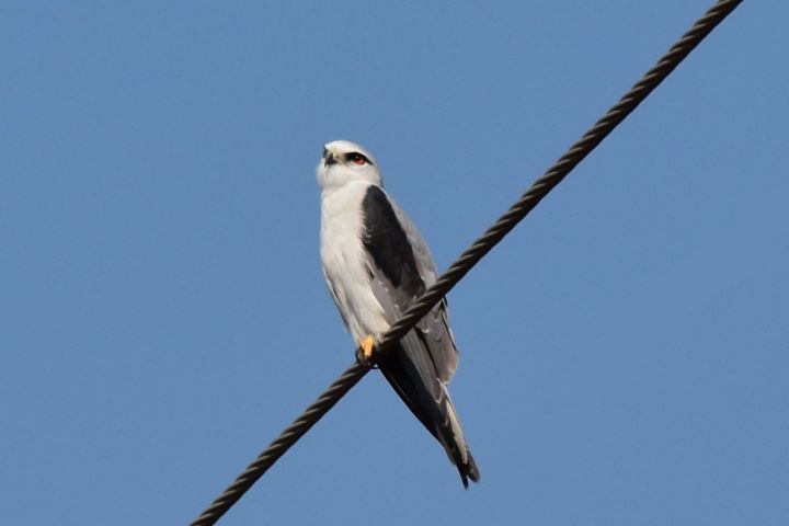 Black-shouldered Kite (Gleitaar)