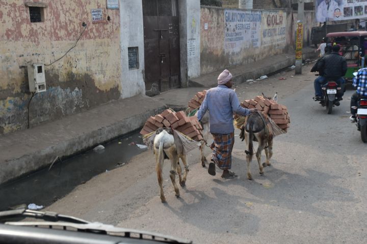 Zwei Esel transportieren Ziegelsteine zu einer Baustelle in Agra