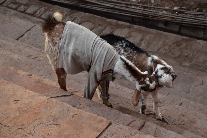 Eine der zwei Ziegen am Eingang zur Moschee in Fatehpur Sikri ist mit einem Pullover bekleidet